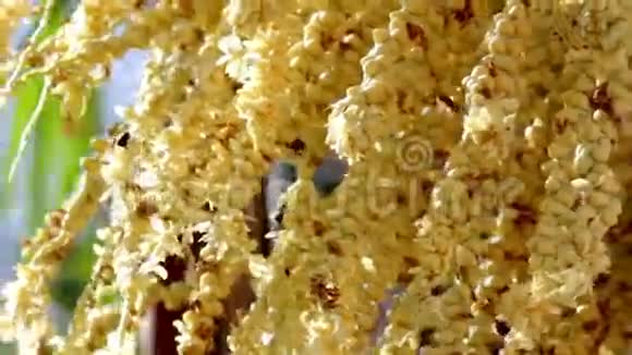 蜜蜂掌树授粉视频的预览图