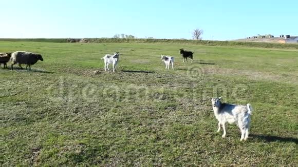 在草地上放牧的绵羊和山羊视频的预览图