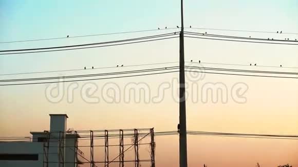 垂直的电线杆成群的鸟儿坐在水平的电线上五颜六色的天空日落视频的预览图