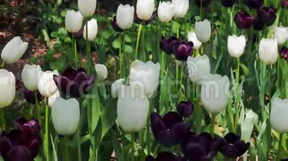 郁金香花卉与自然景观视频的预览图