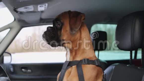 义和团狗坐在驾驶座上环顾四周视频的预览图