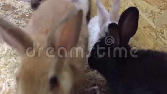 兔子小兔从食槽里吃联系动物园兔视频的预览图