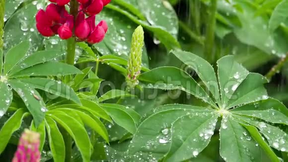 有雨滴的卢平花和叶子视频的预览图