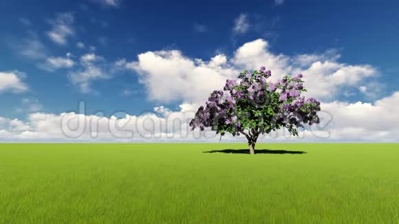 一棵绿茵场上的紫丁香视频的预览图