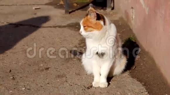 猫坐在街上晒着太阳视频的预览图
