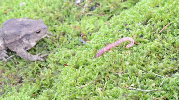 蟾蜍坐青藓虫蚯蚓爬行视频的预览图