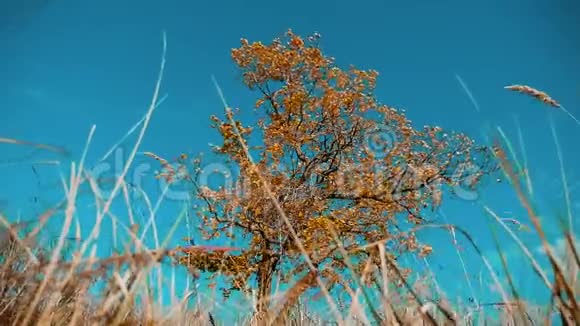 干树干草运动秋叶干树靠蓝天枝生活方式背景自然秋天视频的预览图