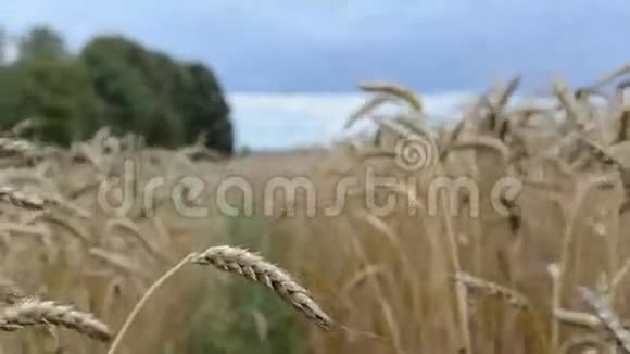 仿熟小麦农业植物耳田视频的预览图