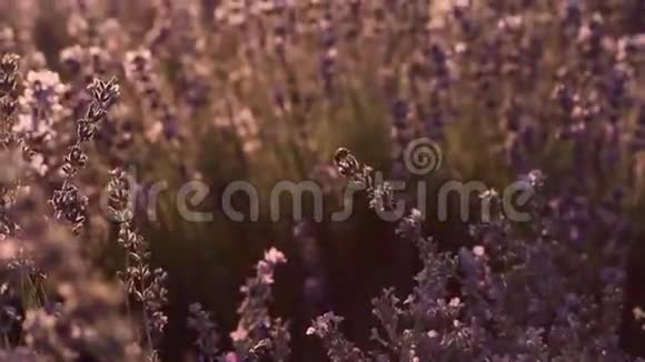 瓢虫坐在盛开的薰衣草上视频的预览图