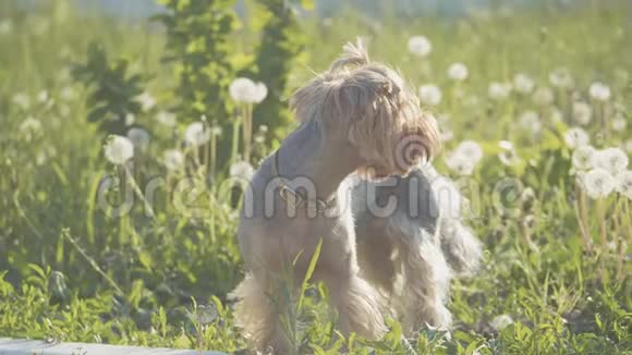 狗约克郡猎犬在草地上散步嗅着蒲公英的慢动作视频慢生活方式视频视频的预览图