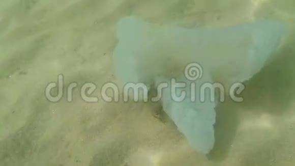 美杜莎死水母特写在海水中慢慢漂浮视频的预览图