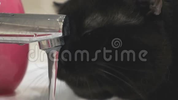 英国黑猫喝自来水视频的预览图