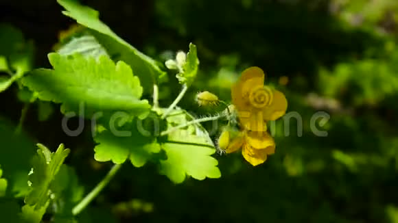 切利多姆马格斯春季背景模糊的大草兰黄色的蓬松花录像镜头高清视频的预览图