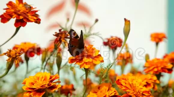 蝴蝶飞过红色的花园花朵视频的预览图