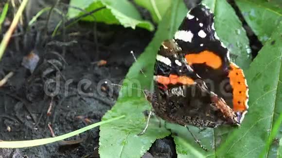 靠近一只黑色和橙色的蝴蝶视频的预览图