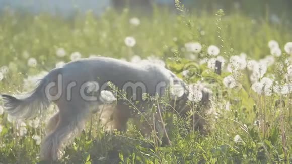 狗约克郡猎犬在草地上散步嗅着蒲公英的慢动作视频慢动作视频狗视频的预览图