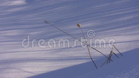 雪长长的影子和弯曲的草视频的预览图