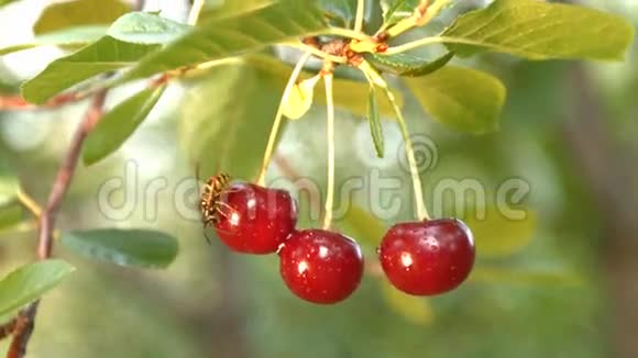 黄蜂和三个正在生长的樱桃慢动作特写镜头视频的预览图