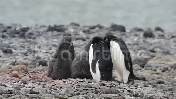 阿黛丽企鹅和小鸡视频的预览图