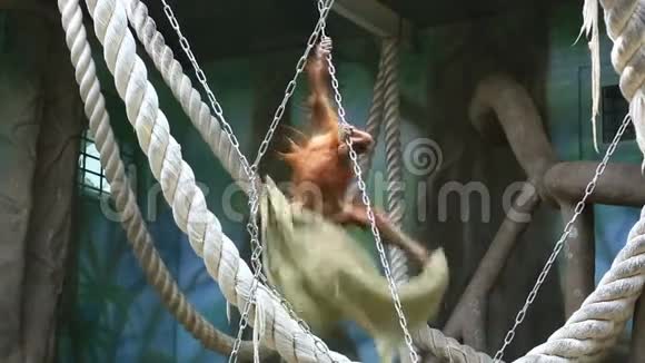 红毛猩猩在动物园玩视频的预览图