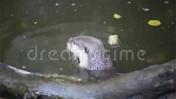 水獭在池塘里吃小鱼在高清视频的预览图