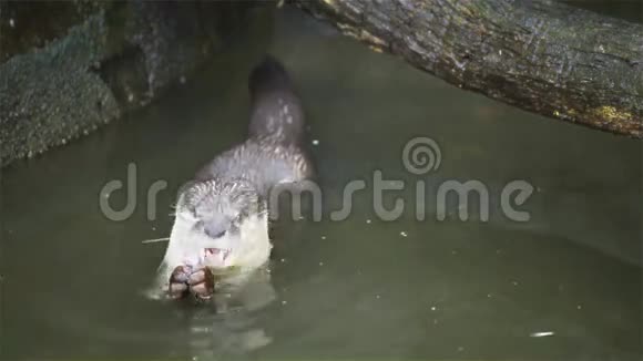 水獭在池塘里吃小鱼在高清视频的预览图