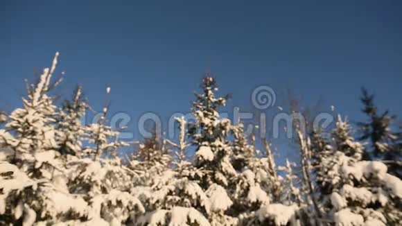 白雪覆盖的森林里的圣诞礼物新年主题视频的预览图