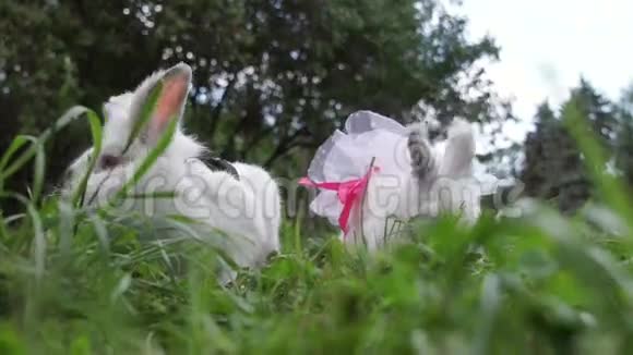 夏天小兔子在田野上奔跑视频的预览图
