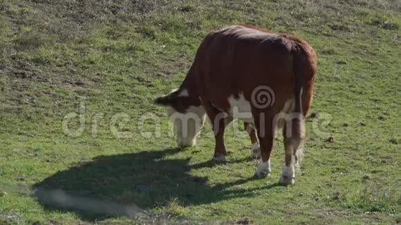 奶牛在牧场放牧视频的预览图