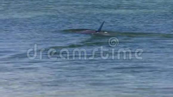 一次海豚射击视频的预览图