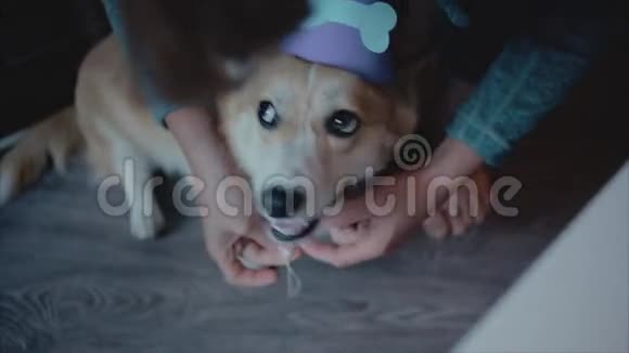 戴着生日派对帽子的科吉狗的生日派对视频的预览图