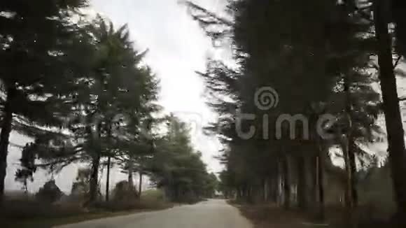 沿着小巷开车道路两旁的树木视频的预览图