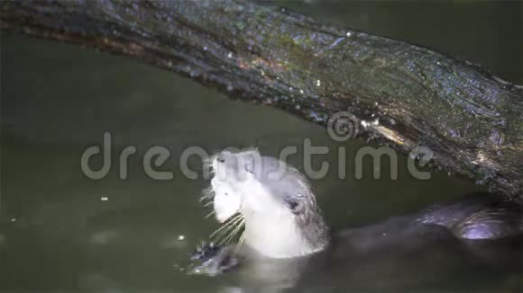 水獭在池塘里吃小鱼在高清视频的预览图