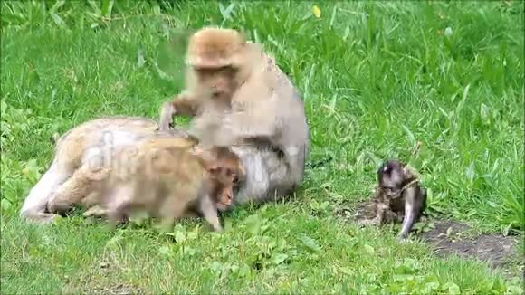 可爱的猴子西尔瓦娜带着她的孩子视频的预览图