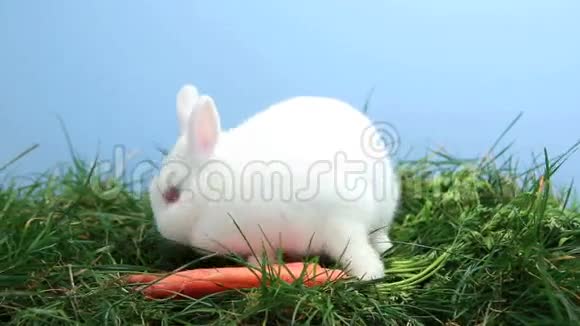 小白兔用胡萝卜在草地上嗅了嗅视频的预览图