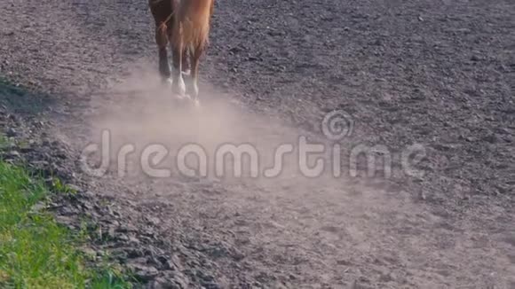 马足在训练区的沙地上奔跑马腿特写在地上疾驰动作缓慢视频的预览图