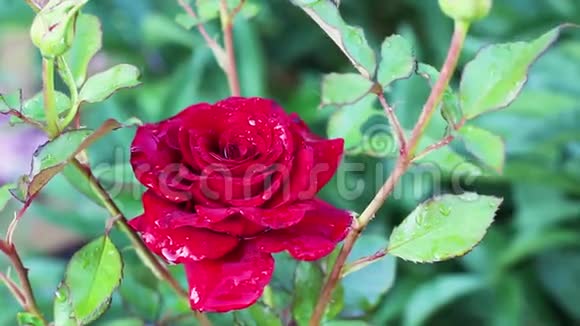 红玫瑰在花园里盛开视频的预览图