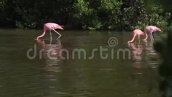 家庭粉红红色火烈鸟在湖边寻找食物视频的预览图