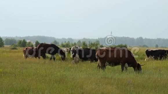 奶牛和马在草地上觅食视频的预览图