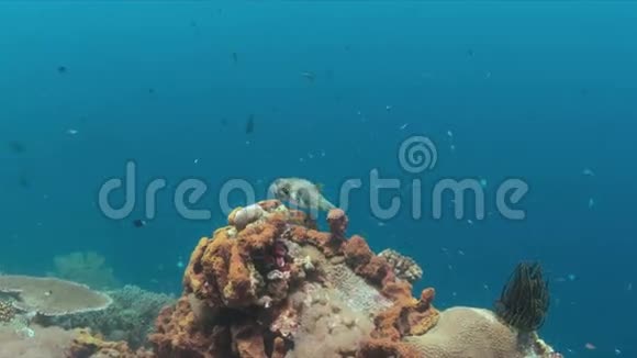 五颜六色的珊瑚礁上的羽毛鱼4k视频的预览图