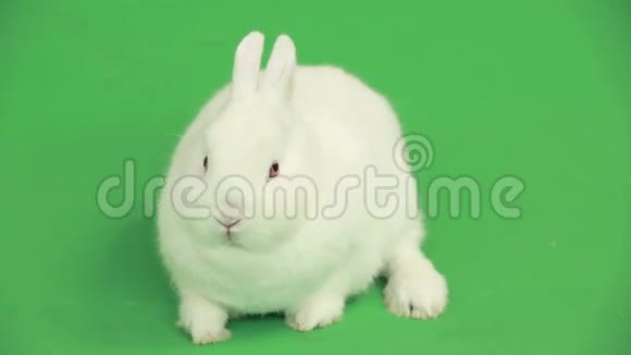 毛绒绒的白兔淘空复制空间视频的预览图