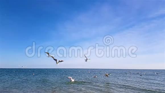 一群海鸥在海滩上海鸥飞翔在海里游泳视频的预览图