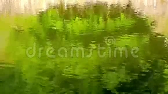 流动水中绿色树枝的反射视频的预览图