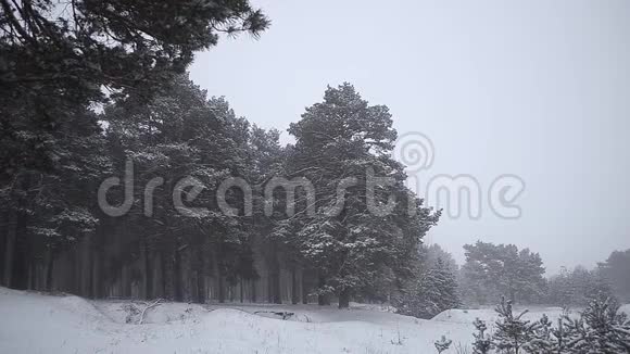 松林中一场暴风雪美丽的圣诞树中的雪冬林视频的预览图