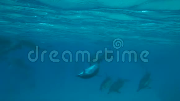 海豚在马库阿谷游泳视频的预览图
