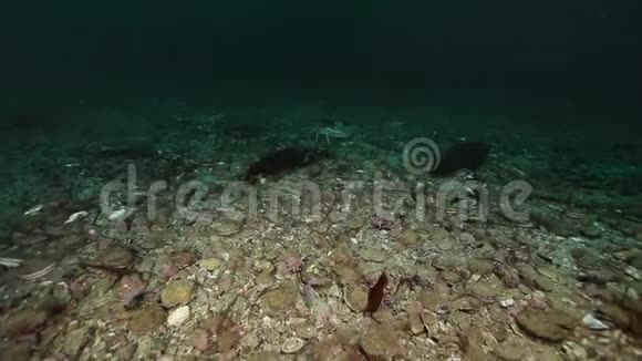 堪察加的巴伦支海海底的金蟹视频的预览图