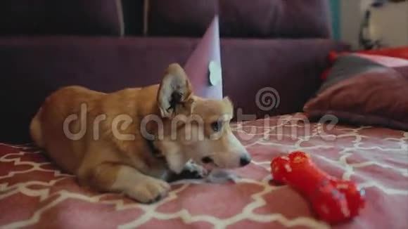 戴着生日派对帽子的科吉狗的生日派对视频的预览图