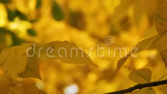 黄枫叶滑动聚焦美丽神奇的秋树黄叶和令人难以置信的温暖平静的阳光视频的预览图