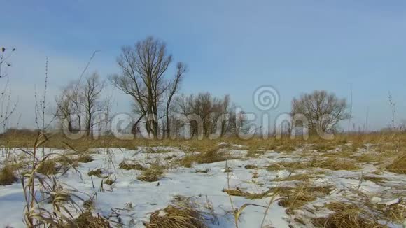 田野里绿草如茵白雪皑皑远离了俄罗斯户外枯死的树木冬天的风景稳定下来视频的预览图