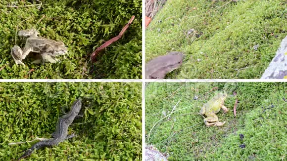 两栖蟾蜍青蛙和苔藓上的纽特特里顿录像拼贴视频的预览图